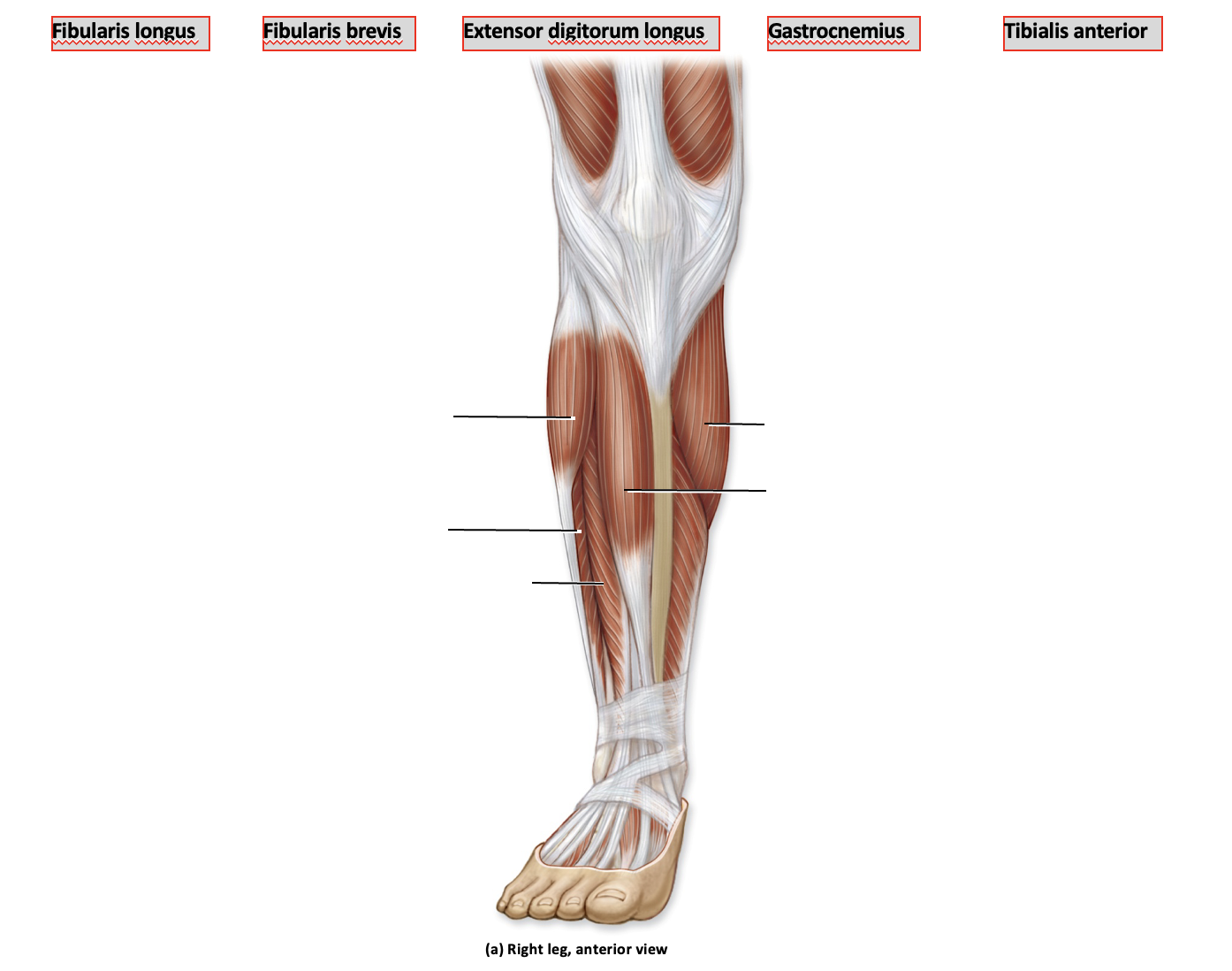 Fibularis longus Fibularis brevis Tibialis anterior (a) Right leg, anterior view