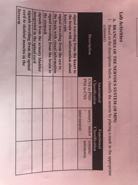 solved-lab-activities-a-branches-of-the-nervous-system-10-chegg