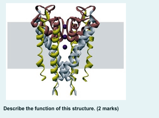 Solved Describe the function of this structure. (2 marks) | Chegg.com