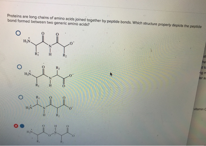 Solved Proteins are long chains of amino acids joined | Chegg.com