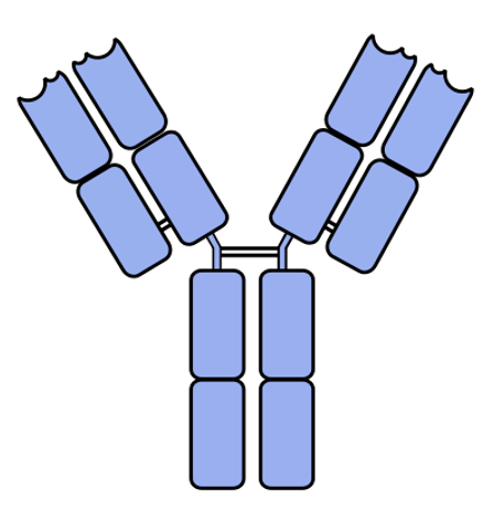 Solved A diagram of an antibody IgG molecule is given below. | Chegg.com