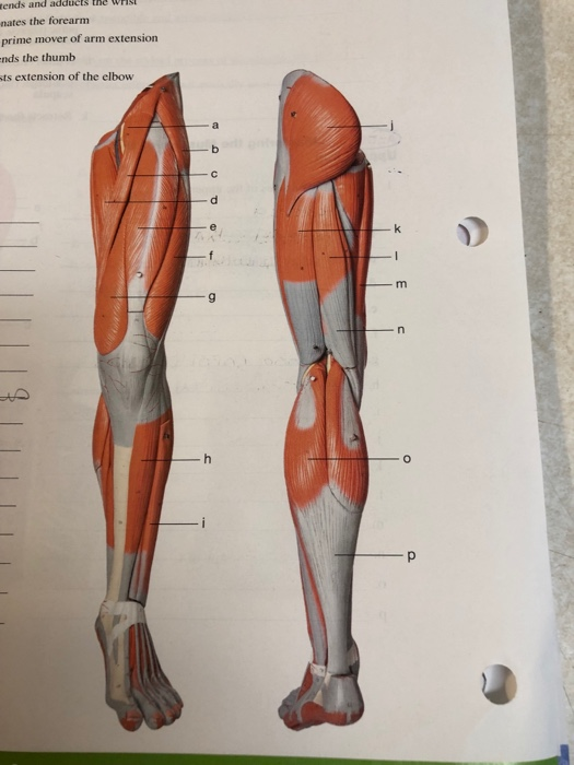 Solved Name the muscles of arm and leg | Chegg.com