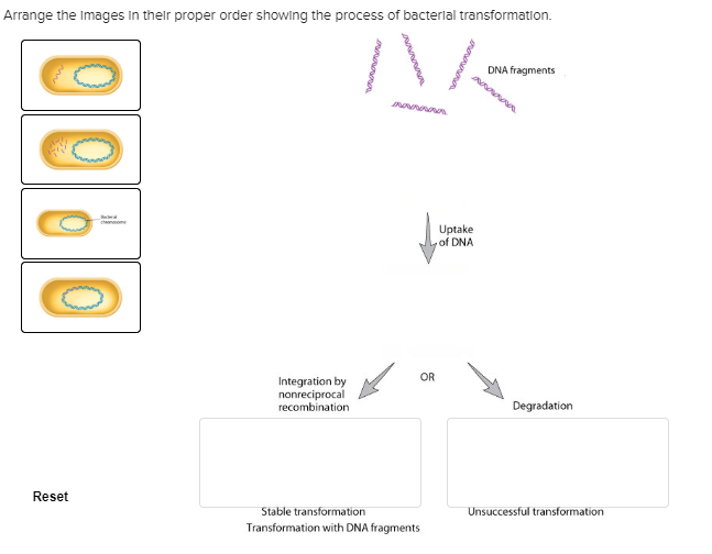 Solved Arrange the images in their proper order showing the | Chegg.com
