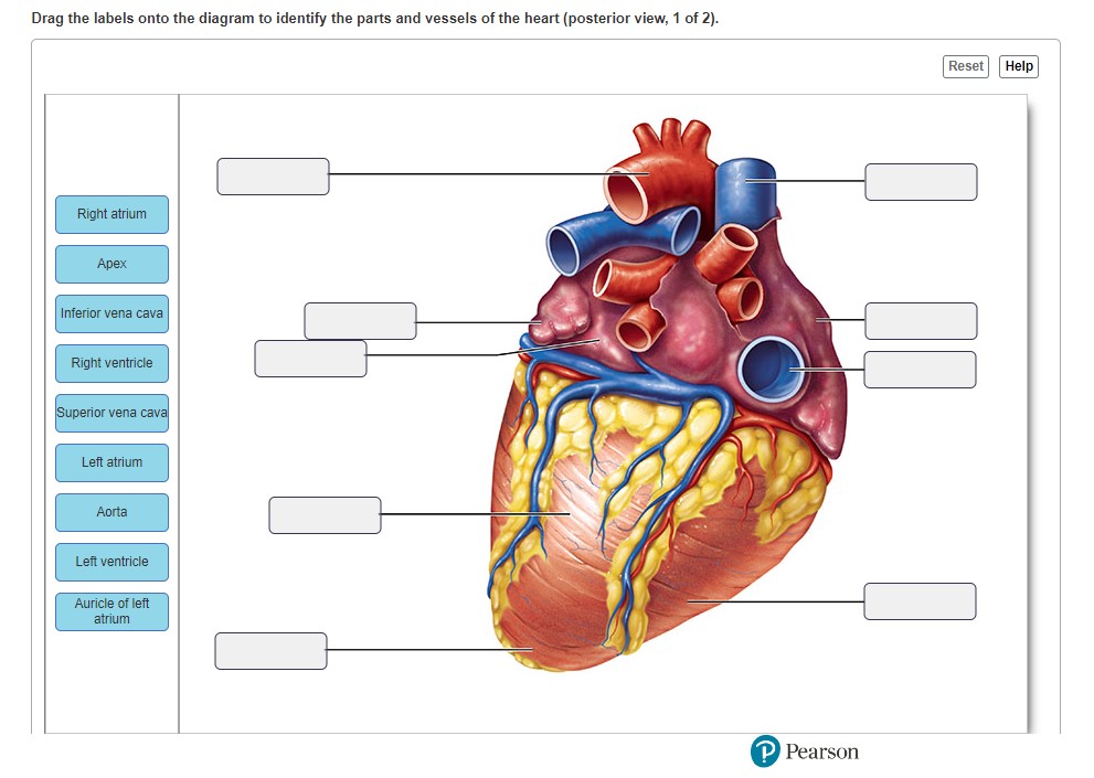 Drag the labels onto the diagram to identify the | Chegg.com