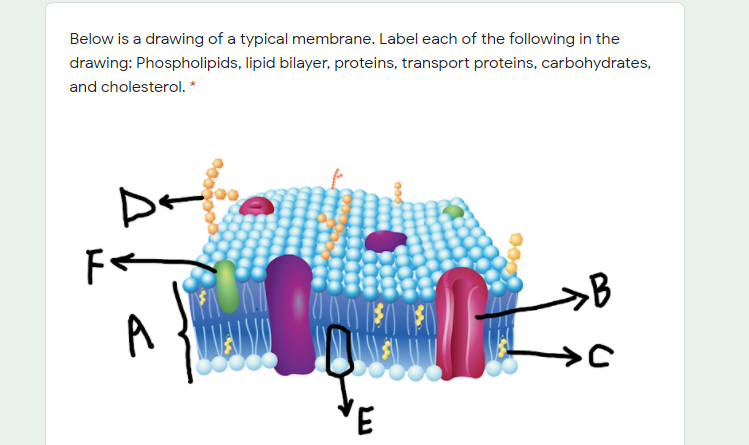 phospholipid drawing