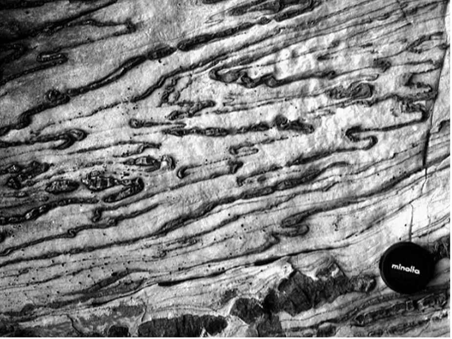 Solved Below is a photo of a deformed rock. Relate the | Chegg.com