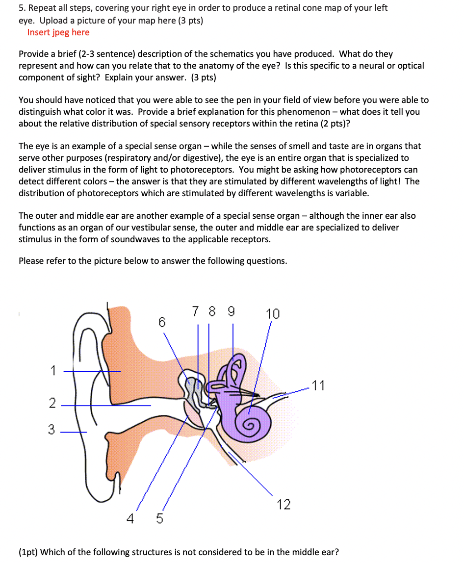 Solved Lab 8 Retinal Rod Cone - PhpVpXGSz