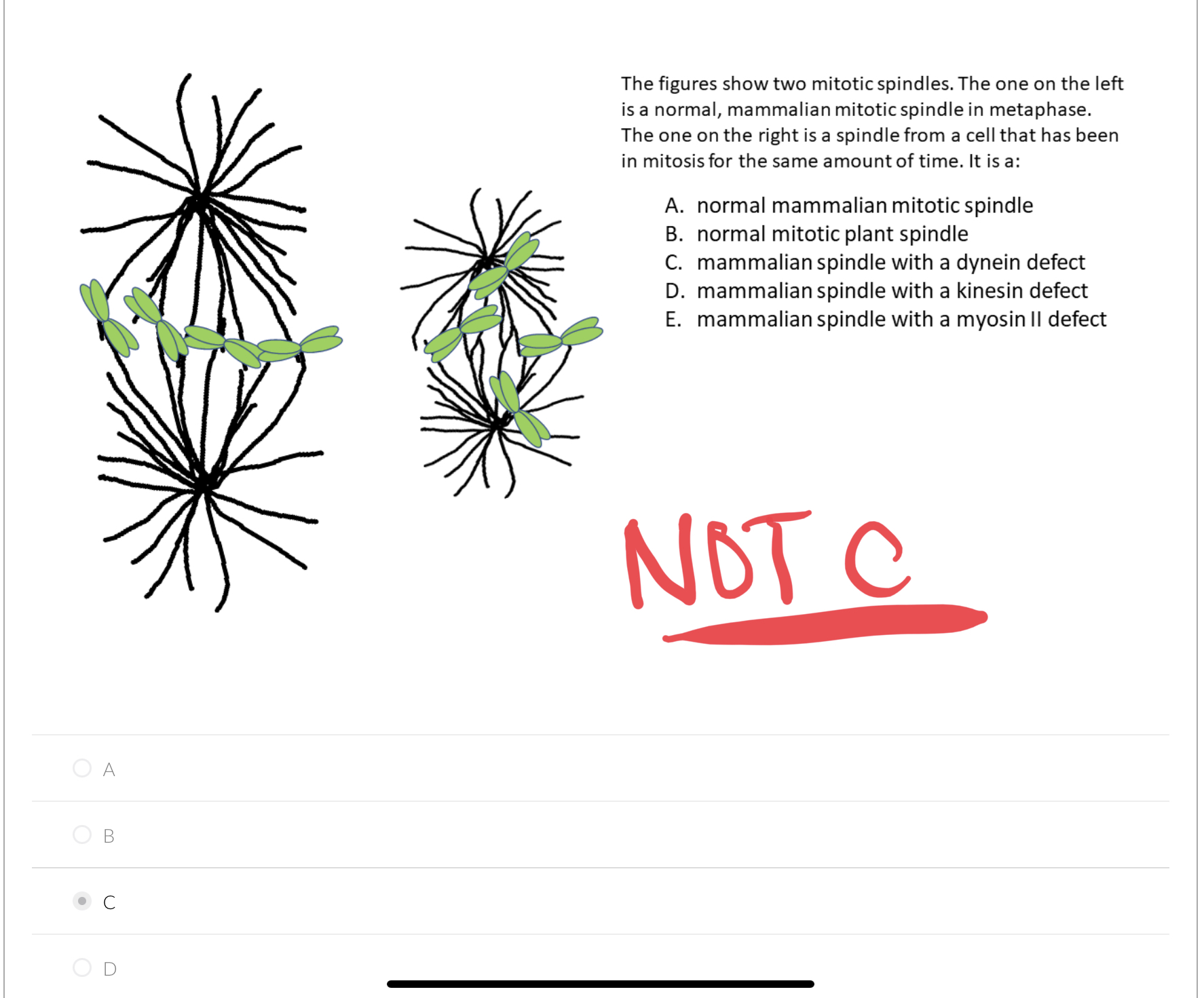 Solved The figures show two mitotic spindles. The one on the Biology Diagrams
