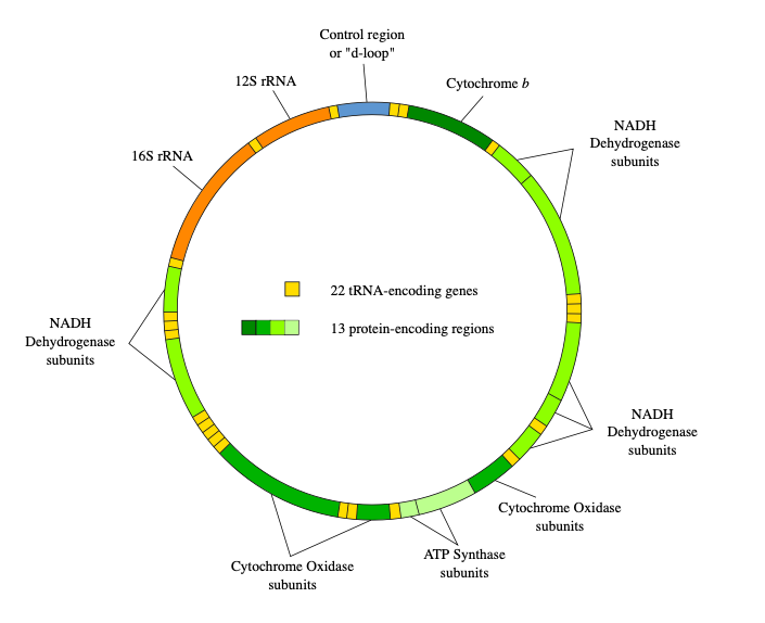 d loop 12s rrna cytochrome b