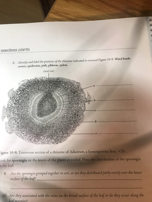 Solved seedless plants &. ldentify and label the portions of