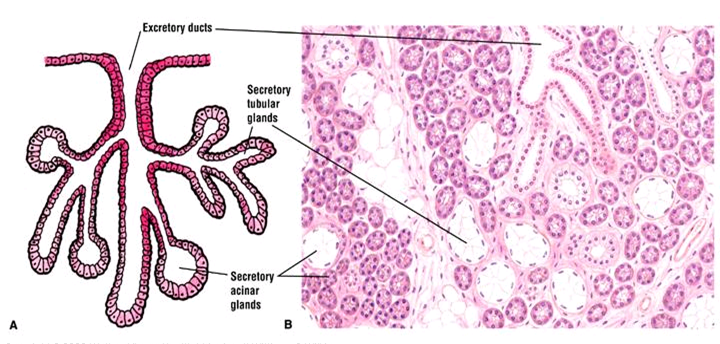 Histology Test 1 Flashcards Chegg Com