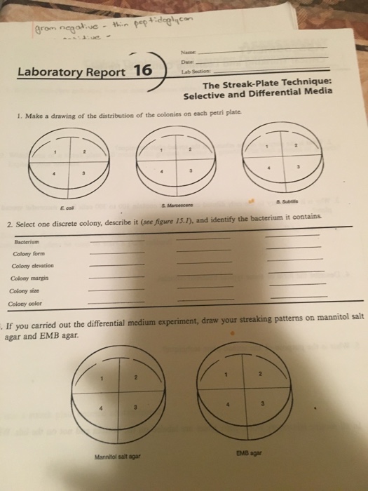 Solved doel Corn Laboratory Report 16 The StreakPlate