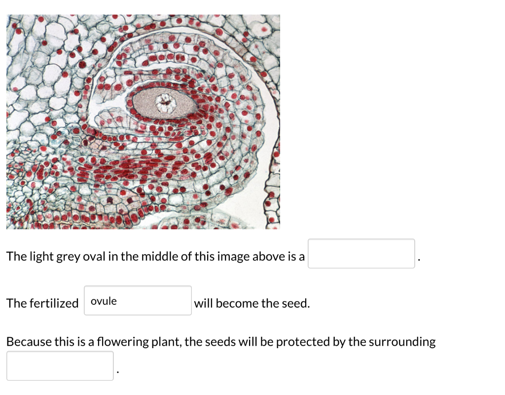 Solved 1. What Does The Male Gametophyte In Flowering Plants | Chegg ...