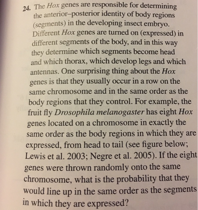 Solved 24. The Hox genes are responsible for determining the | Chegg.com