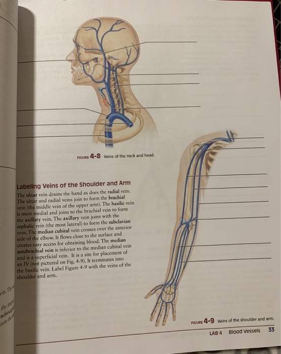 Diagram Of Veins In Your Neck