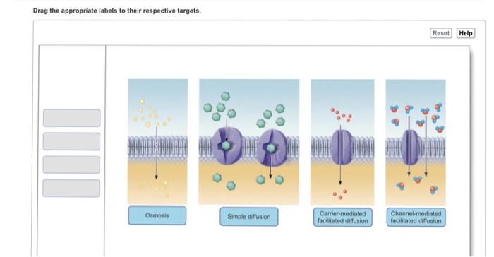 Solved Drag the appropriate labels to their respective | Chegg.com