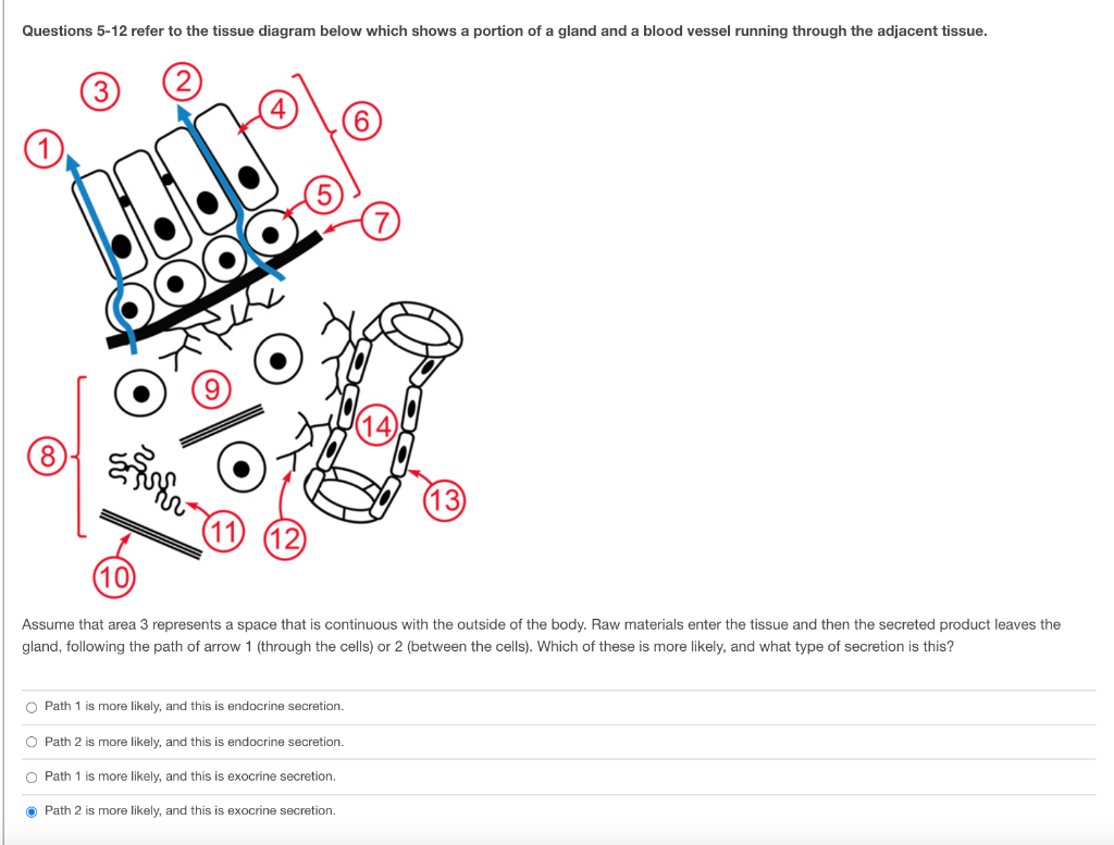 Solved Questions 5-12 refer to the tissue diagram below | Chegg.com