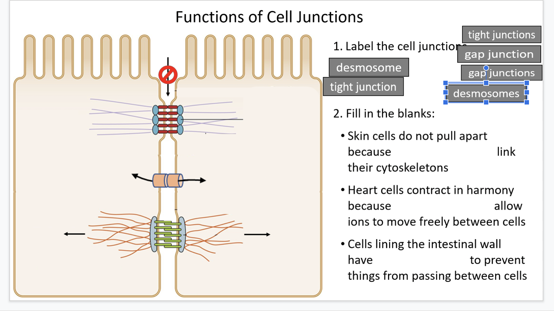 cell junction