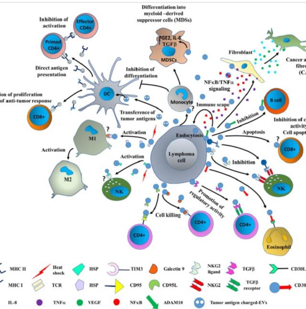 Solved Differentiation Into Myeloid-derived Suppressor Cells 