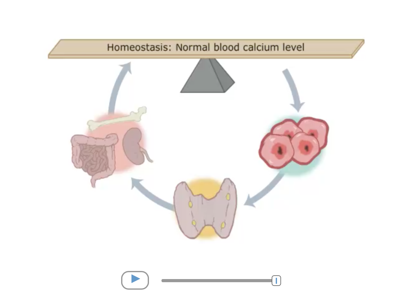 homeostasis-control-system