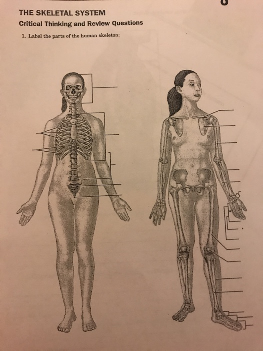 critical thinking quiz the skeletal system