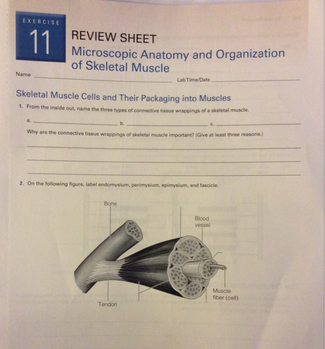 Microscopic Anatomy And Organization Of Skeletal Muscle Exercise 11