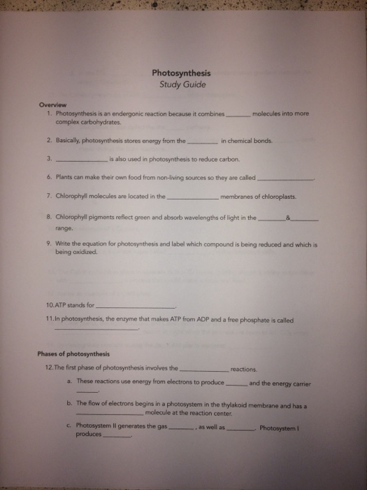 Solved Photosynthesis Study Guide Overview 1. Photosynthesis | Chegg.com