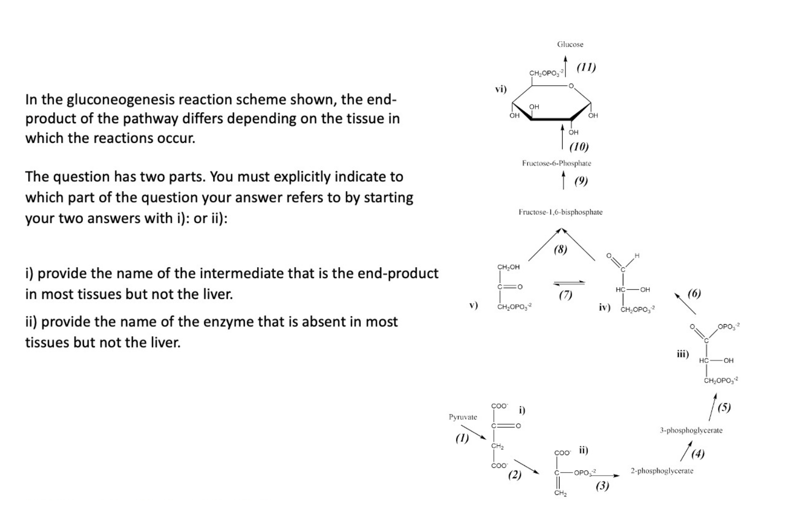 Solved In the gluconeogenesis reaction scheme shown, the