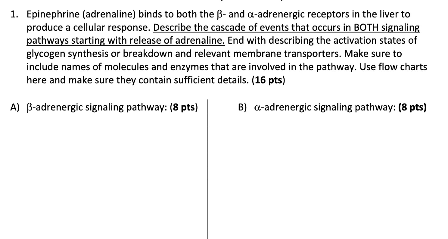 Solved help me with this question please.A) β-adrenergic | Chegg.com