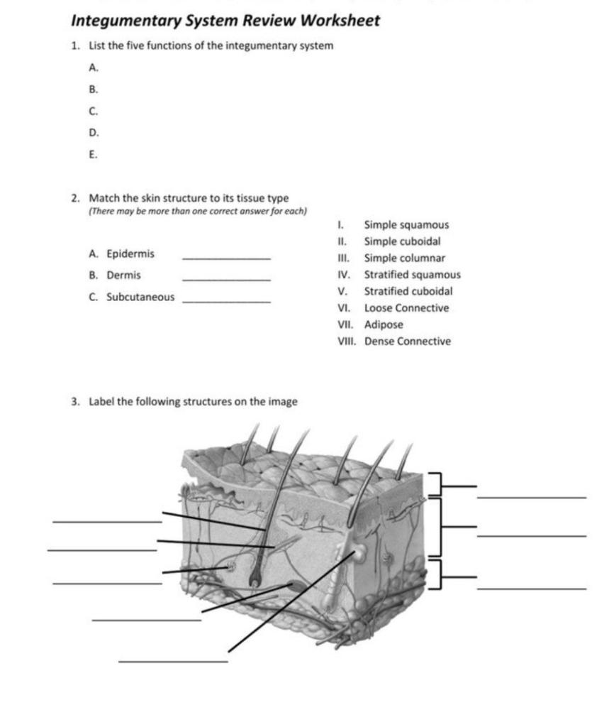 Solved Integumentary System Review Worksheet 1. List the | Chegg.com