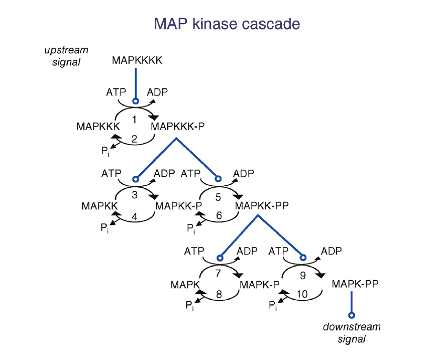 5) In MAP Kinase Cascades, Proteins Have Typically | Chegg.com