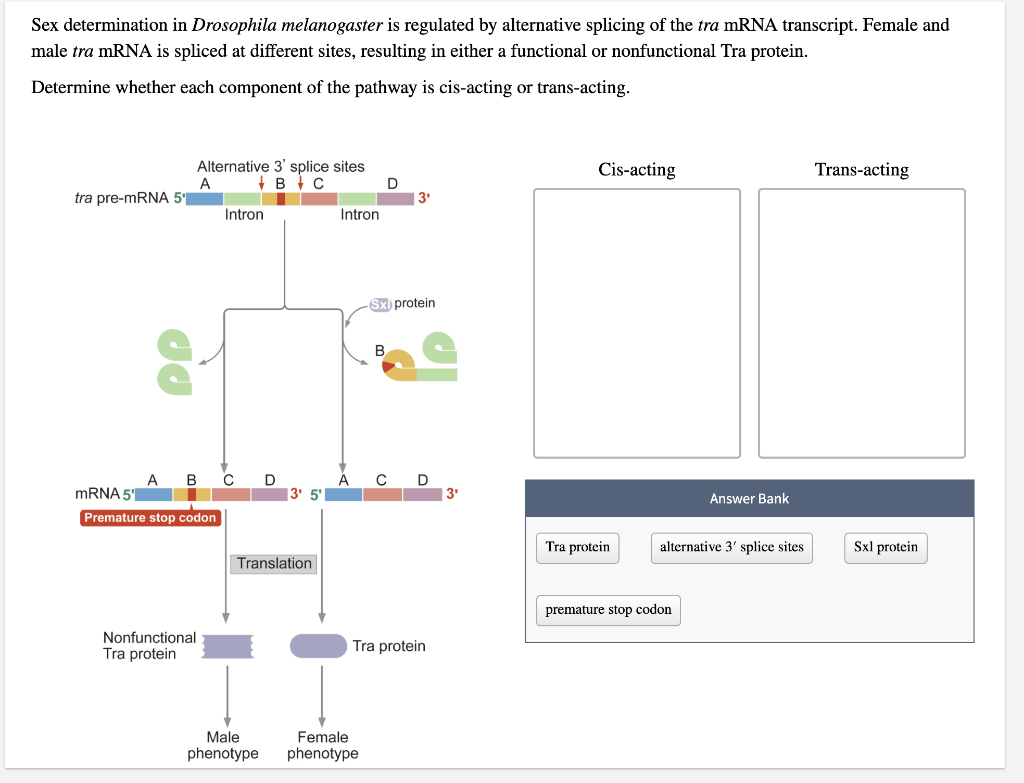 Solved Sex determination in Drosophila melanogaster is | Chegg.com