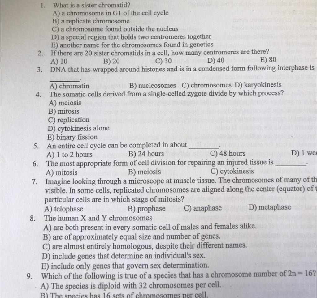 Solved 1. What is a sister chromatid? A) a chromosome in G1 | Chegg.com