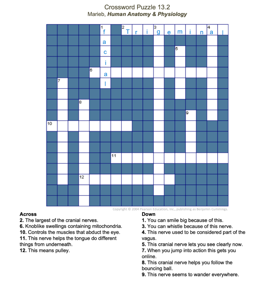 solved-crossword-puzzle-13-2-marieb-human-anatom