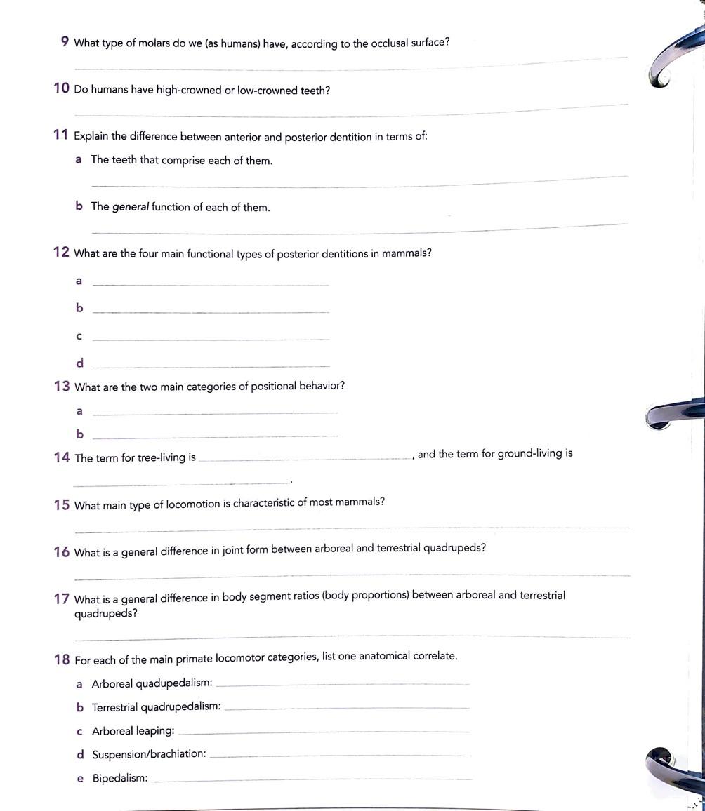 Solved 9 What type of molars do we (as humans) have,