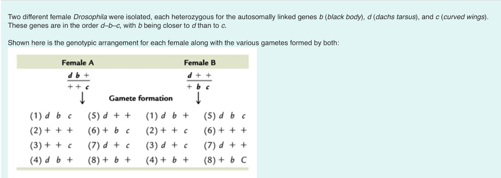 Solved Two Different Female Drosophila Were Isolated, Each | Chegg.com