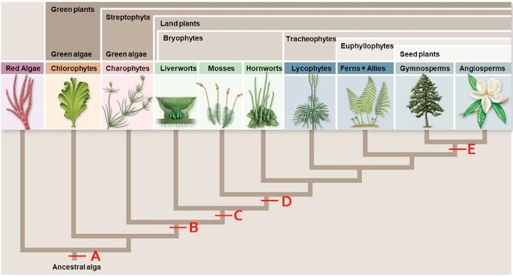 Solved In angiosperms, the pollen tube grows through the | Chegg.com