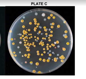 Solved Write your observation on Plate C and determine | Chegg.com