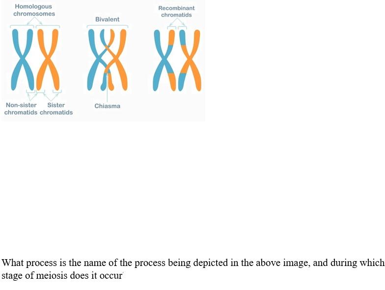 Solved Homologous chromosomes chromatids