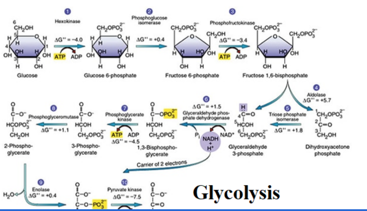 Шестиуглеродный сахар образуется в результате гликолиза. Схема гликолиза биохимия. Гликолиз формулы биохимия. 10 Реакций гликолиза. 5 Реакция гликолиза.