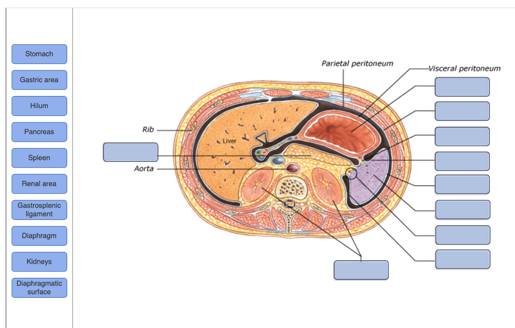 Solved SUPERIOR Splenic artery Gastric area Splenic vein | Chegg.com
