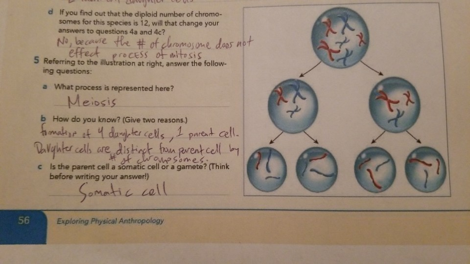 Solved I answered 5a, 5b, and 5c, but d and e ask the | Chegg.com