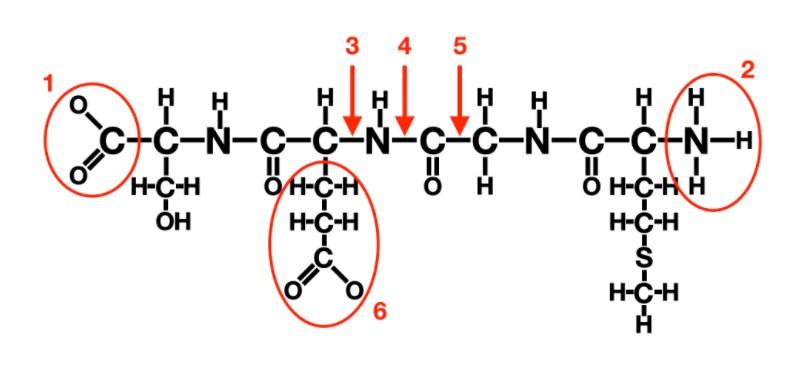 Solved 6 A Diagram Of A Protein Is Shown A What Is T Chegg Com