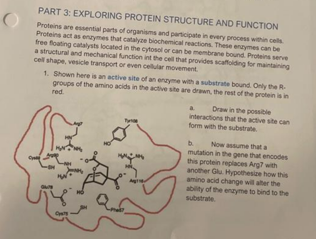 PART 3: EXPLORING PROTEIN STRUCTURE AND FUNCTION | Chegg.com