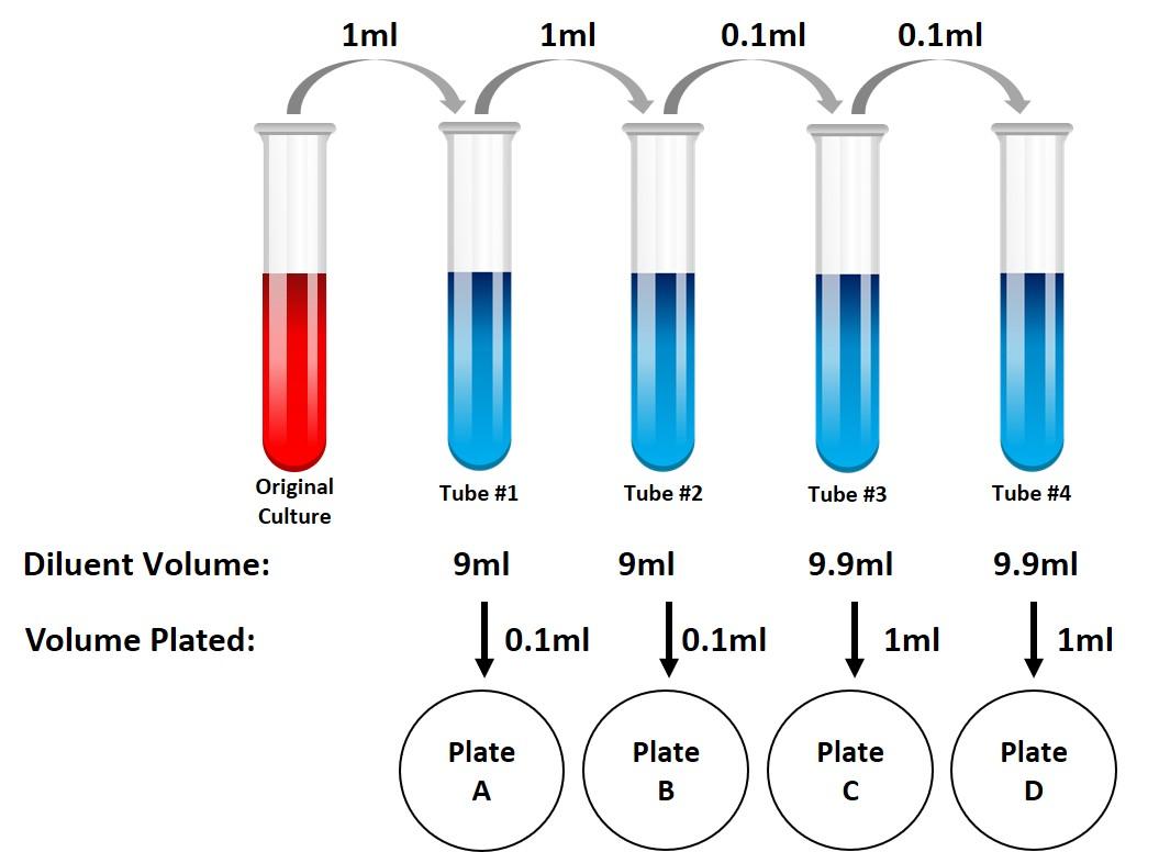 1ml 1ml 0.1ml 0.1ml U Original Culture Tube #1 Tube #2 Tube #3 Tube #4 Diluent Volume: 9ml 9ml 9.9ml 9.9ml Volume Plated: 1 0