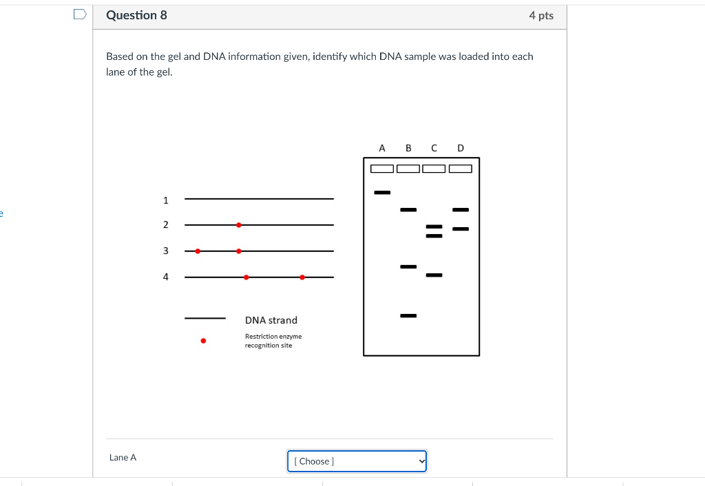 Solved U Question 8 4 pts Based on the gel and DNA | Chegg.com
