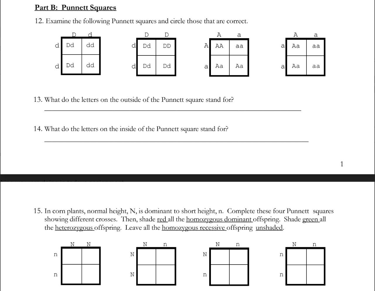 Monohybrid Cross Worksheet