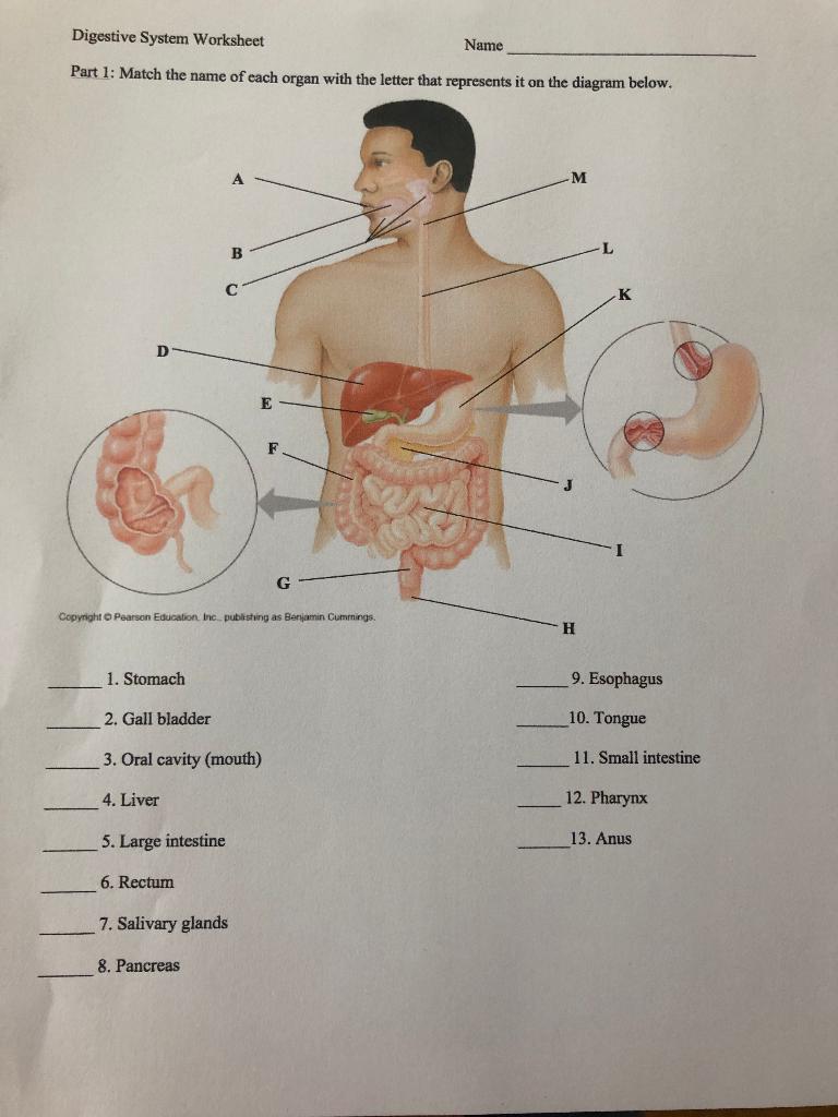 Solved Digestive System Worksheet Name Part 22: Match the  Chegg.com In Digestive System Worksheet Answers
