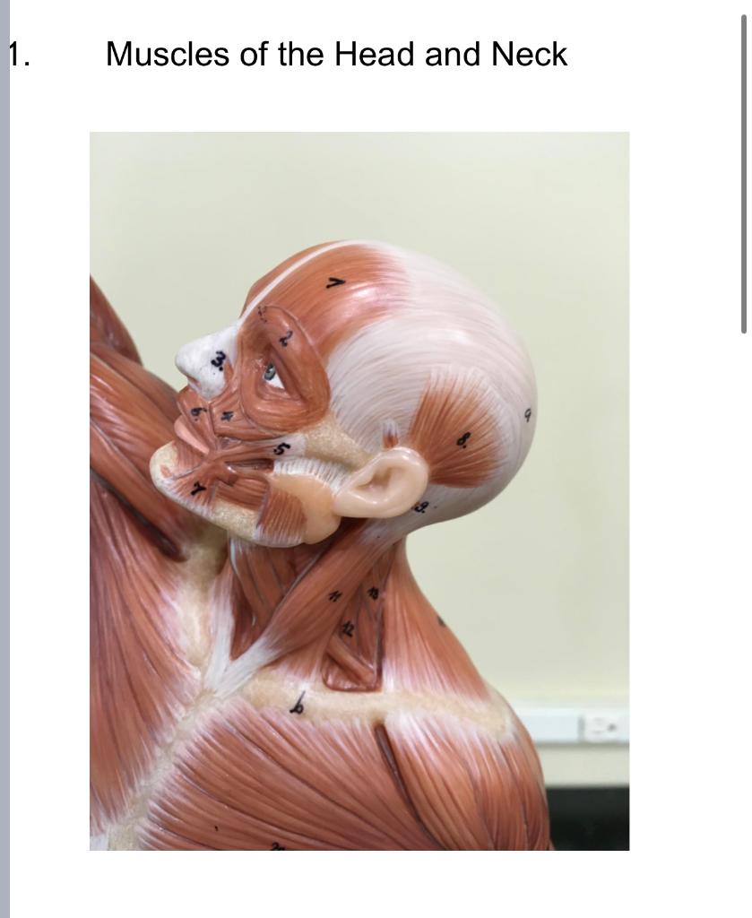 1.
Muscles of the Head and Neck