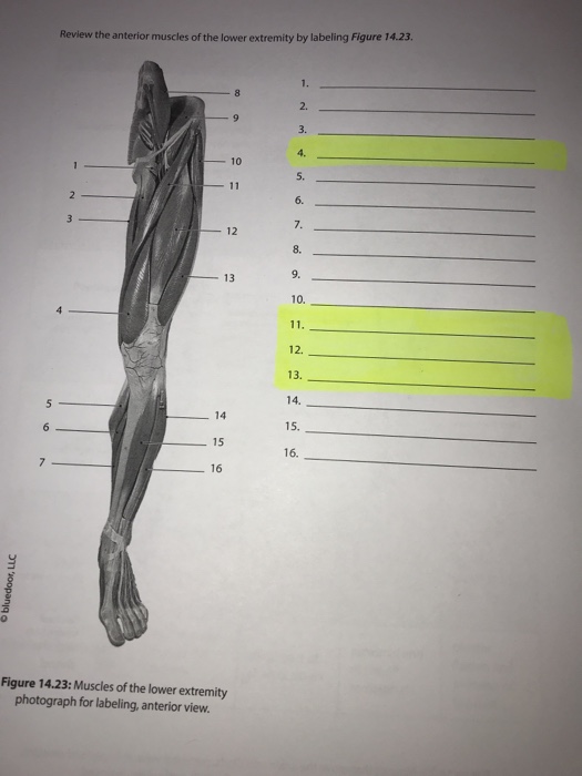 Gross Anatomy Of Skeletal Muscle - Anatomy Drawing Diagram